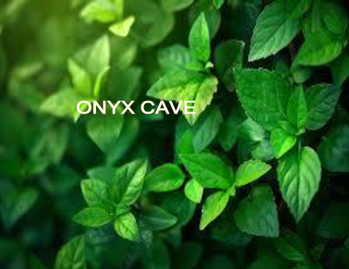 Leaves on a dark background
